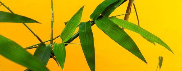 Créez une ambiance chinoise sereine avec le Feng Shui.