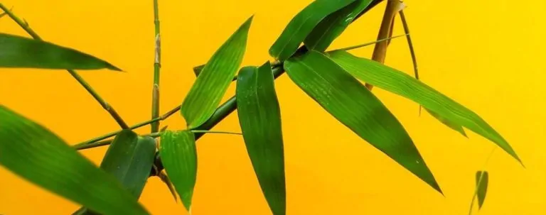 Créez une ambiance chinoise sereine avec le Feng Shui.