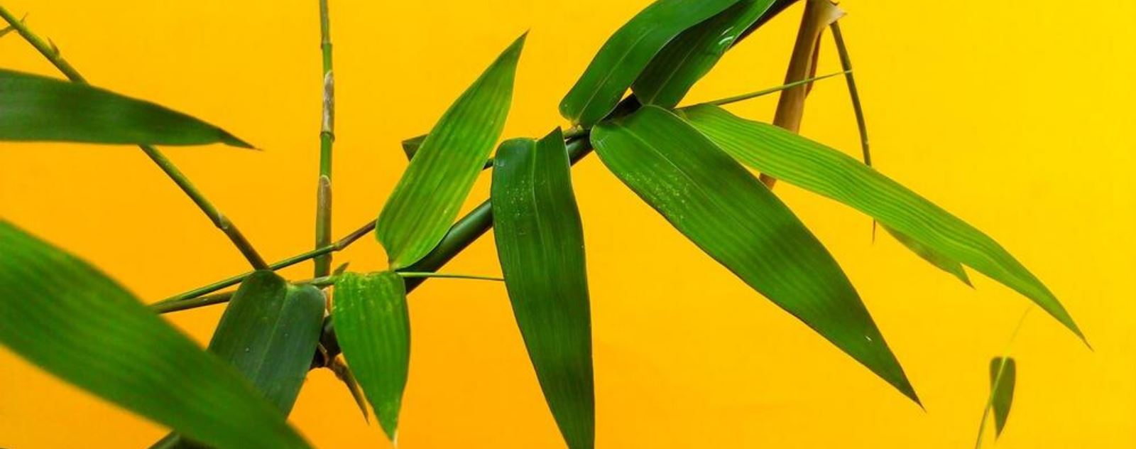 Créez une ambiance chinoise sereine avec le Feng Shui.