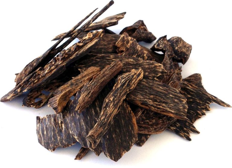 Oud Wood: History, Origins, Uses & Incredible Benefits