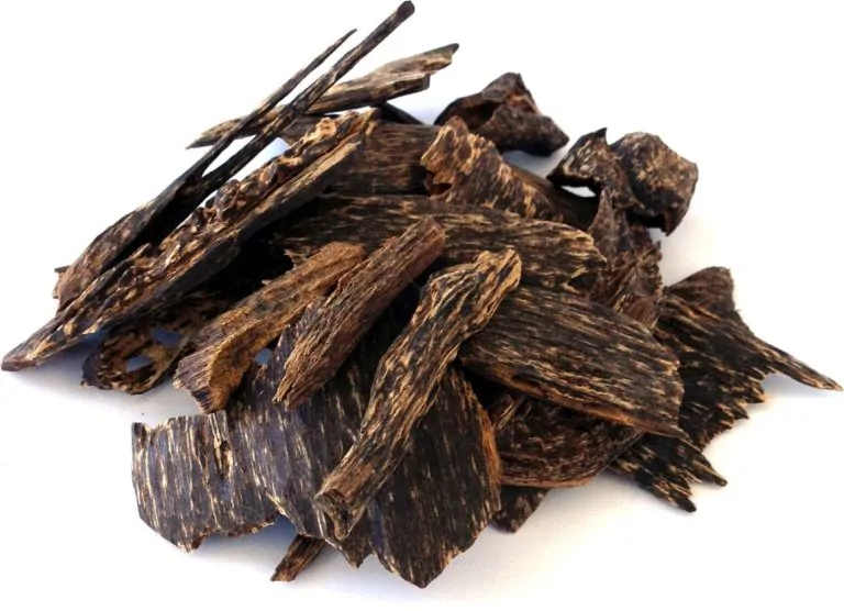 Oud Wood: History, Origins, Uses & Incredible Benefits