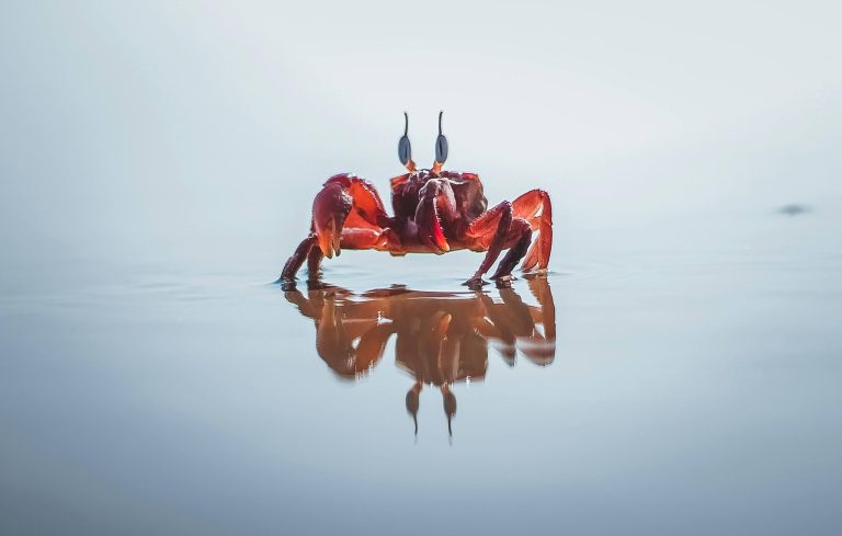 Harmonie et Abondance Le Crabe Porte-Bonheur de la Fête de la Lune 🦀