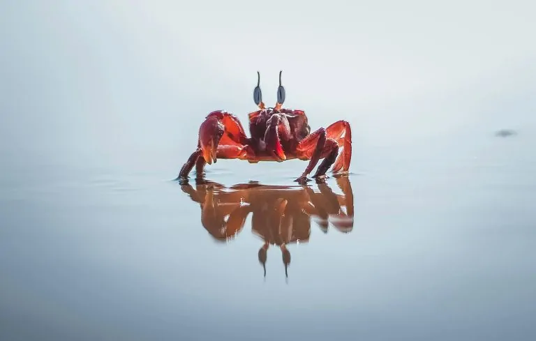 Harmonie et Abondance Le Crabe Porte-Bonheur de la Fête de la Lune 🦀