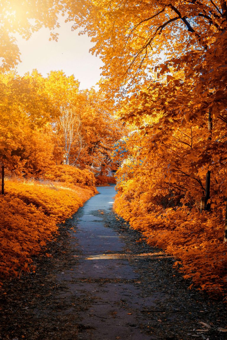 Les Rituels d’Automne à Travers les Traditions Spirituelles