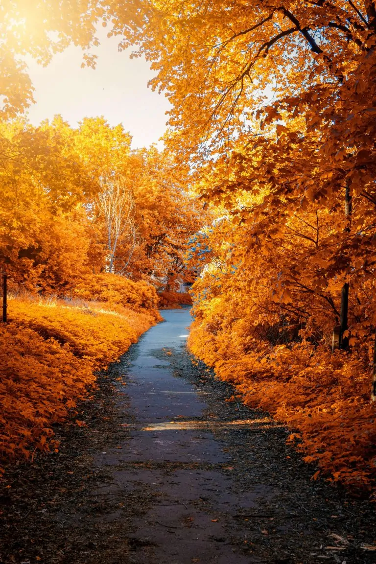 Les Rituels d’Automne à Travers les Traditions Spirituelles