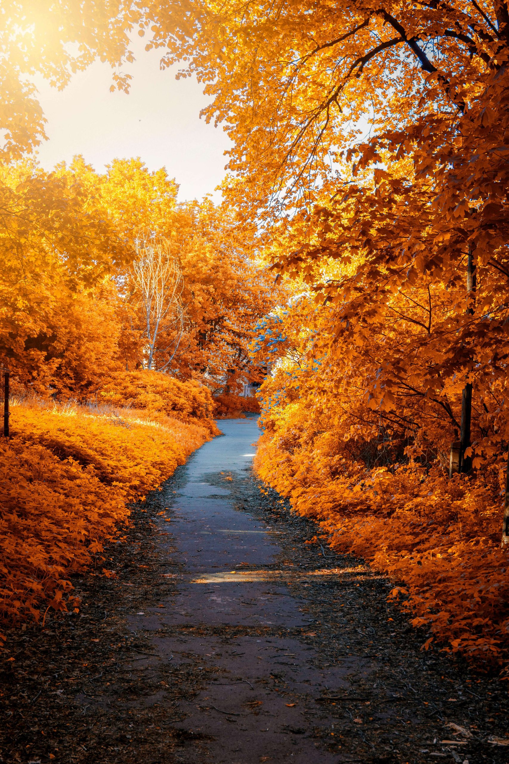 Les Rituels d’Automne à Travers les Traditions Spirituelles