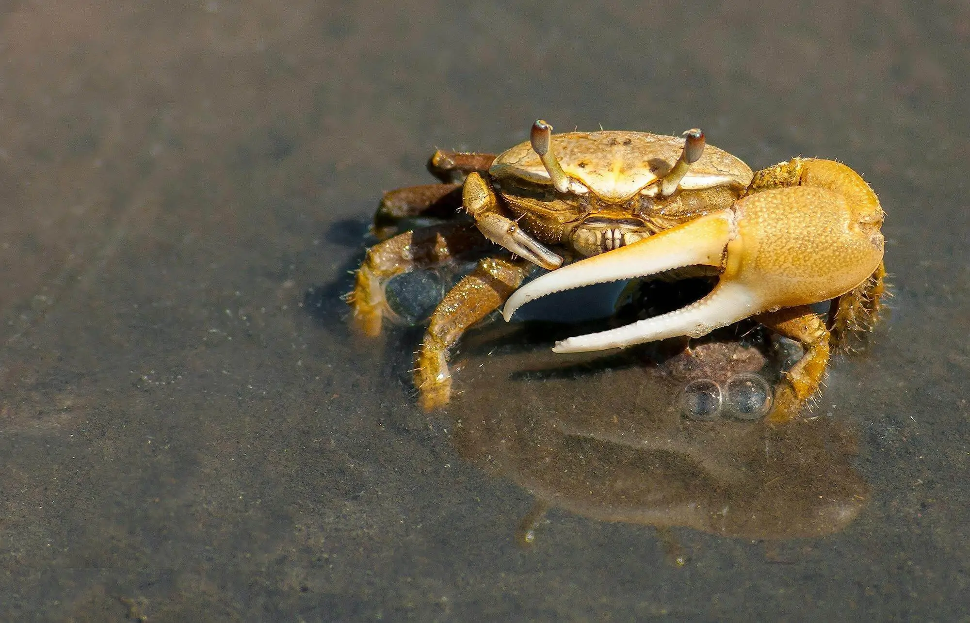 Harmony and Abundance The Lucky Crab of the Mid-Autumn Festival 🦀