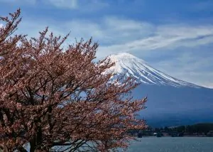 Montagne enneigée au loin avec cerisiers en fleurs au premier plan, lac et ciel clair. Snow-capped mountain in the distance with cherry blossoms in the foreground, lake and clear sky.